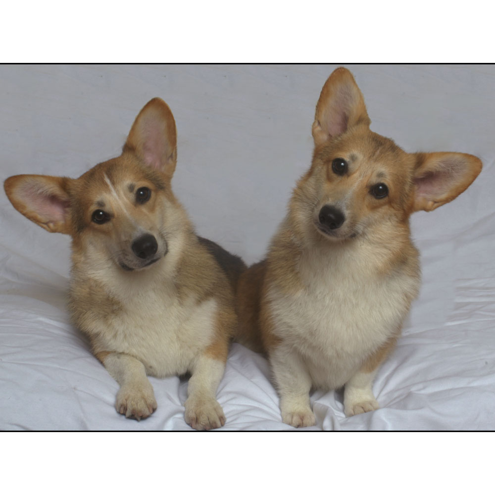 Ace of  Hearts Photo corgis NYC.jpg